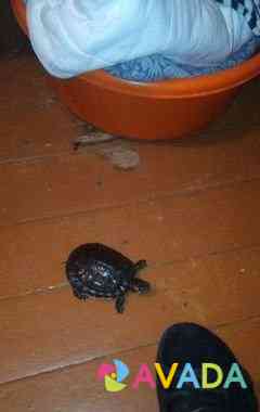 Две красноухие черепахи,вместе с аквариумом 2 т.р Kaluga