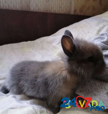 Кролик Dzhankoy - photo 2