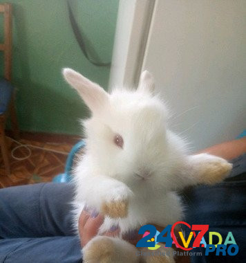 Кролик Dzhankoy - photo 1