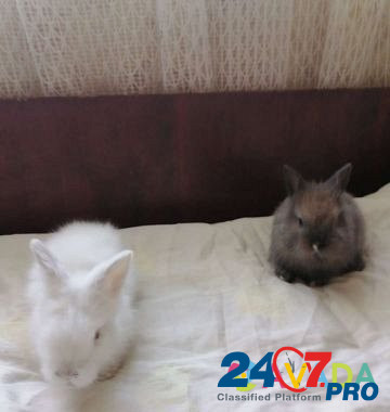 Кролик Dzhankoy - photo 3