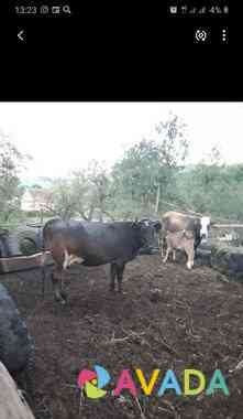Две коровы,одна с бычком Tyrnyauz