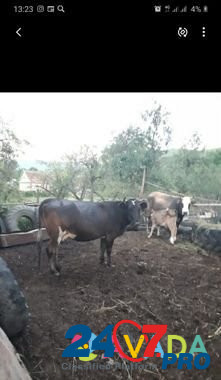 Две коровы,одна с бычком Тырныауз - изображение 2
