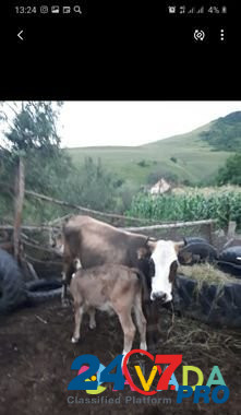 Две коровы,одна с бычком Tyrnyauz - photo 1