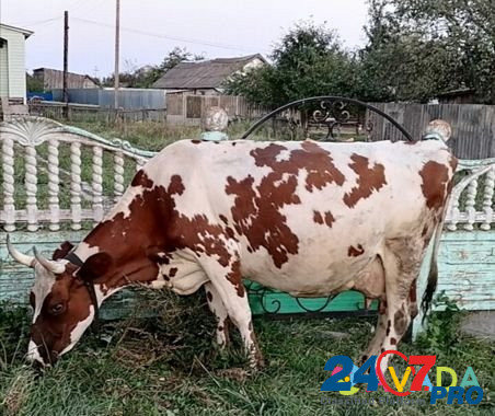 Продаётся корова Zhukovka - photo 1