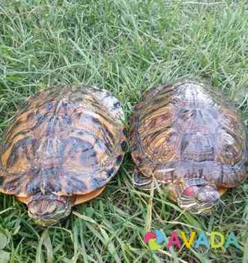 Красноухие черепахи Vereshchagino