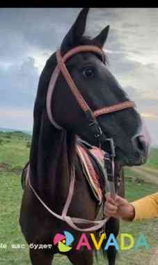 Лошадь Malka