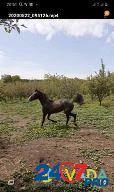 Лошадь Malka - photo 2