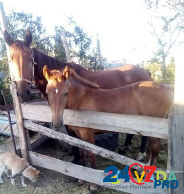 Продается рабочая лошадь полу тяжка жеребёнок Yelan' - photo 1