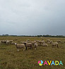 Овцы, Бараны Sudzha
