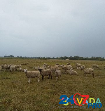 Овцы, Бараны Суджа - изображение 1