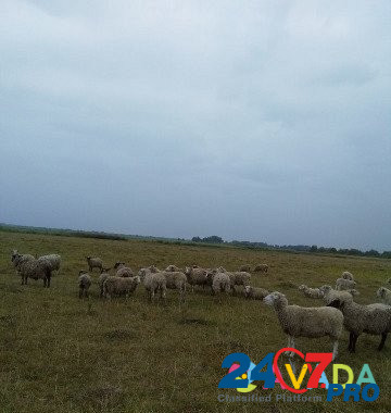 Овцы, Бараны Суджа - изображение 3