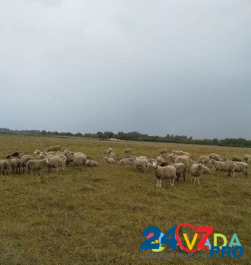 Овцы, Бараны Sudzha - photo 2