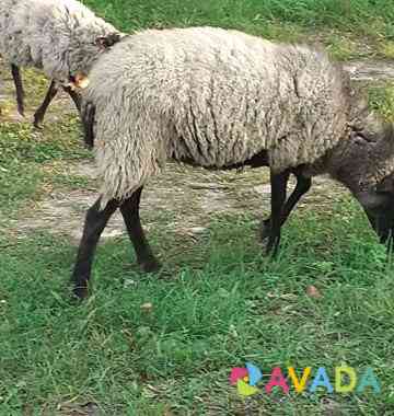Бараны,овцы Novorossiysk