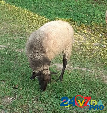 Бараны,овцы Novorossiysk - photo 1