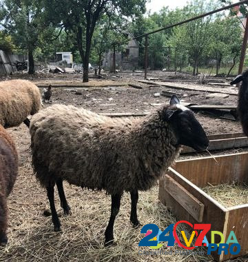 Бараны,овцы Novorossiysk - photo 5