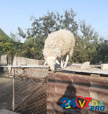 Бараны,овцы Novorossiysk - photo 4