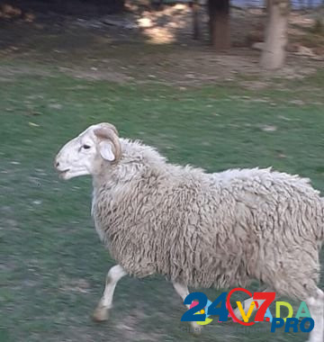 Бараны,овцы Novorossiysk - photo 6