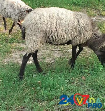 Бараны,овцы Новороссийск - изображение 3