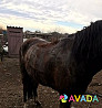 Лошадь Bekeshevskaya