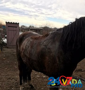 Лошадь Bekeshevskaya - photo 1