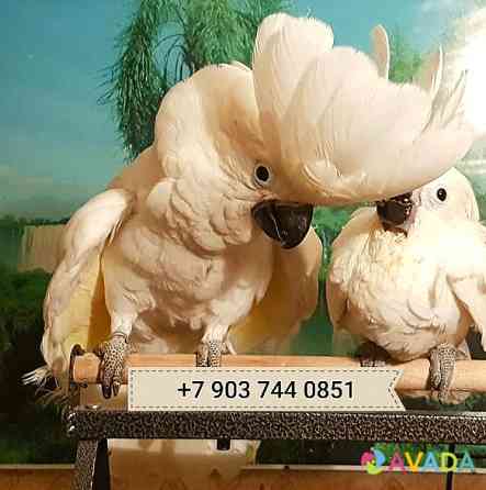 Белохохлый какаду (Cacatua alba) ручные птенцы из питомника Москва