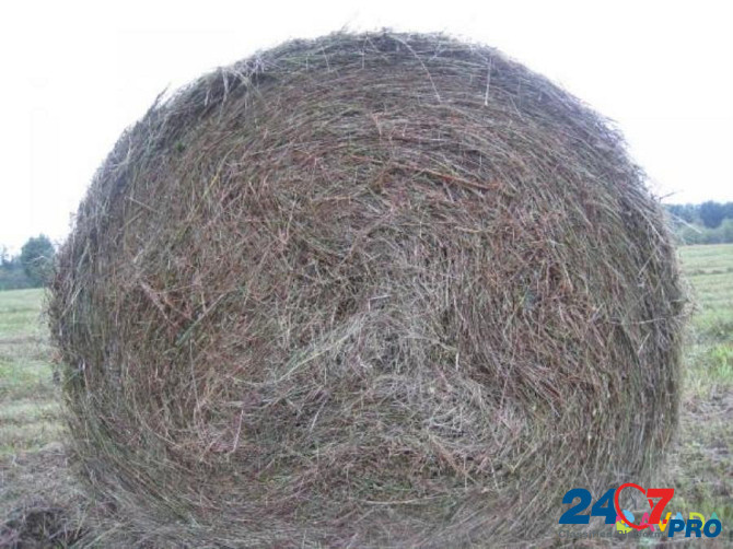 Хорошее сено в рулонах луговое пойменное Чебоксары - изображение 2