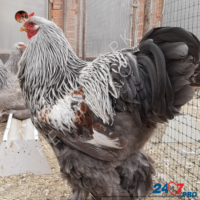 Чистопородные цыплята от племенных кур. Краснодар - изображение 2