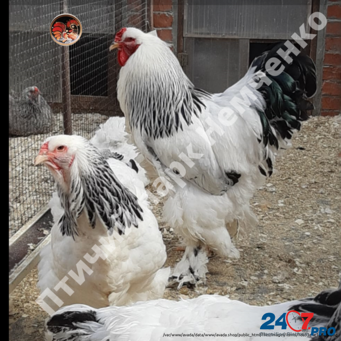 Чистопородные цыплята от племенных кур. Краснодар - изображение 3