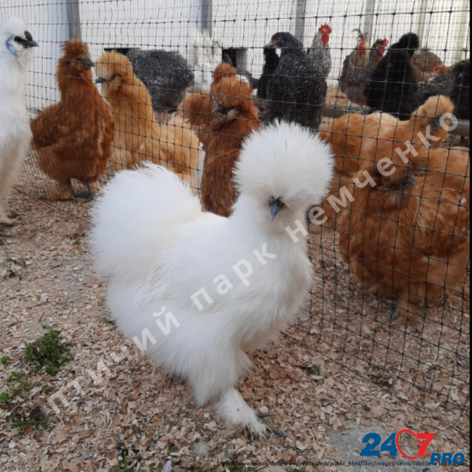 Чистопородные цыплята от племенных кур. Краснодар - изображение 7