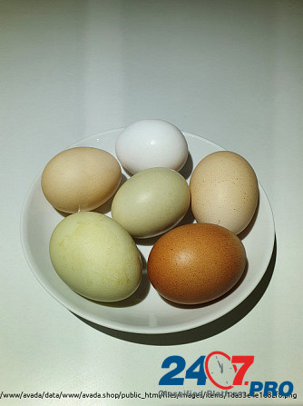 Куриные яйца Чехов - изображение 1
