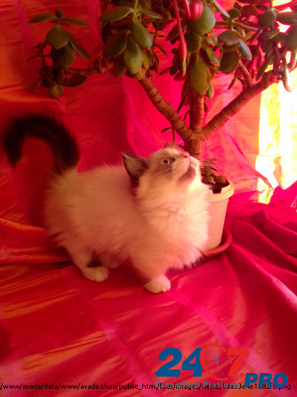 Манчкин. Munchkin cat Tomsk - photo 3