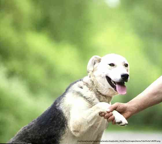 Лучик, собака улыбака ищет дом и любящую семью Moscow