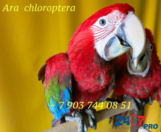 Зеленокрылый ара (Ara chloroptera) - ручные птенцы из питомника Москва - изображение 1
