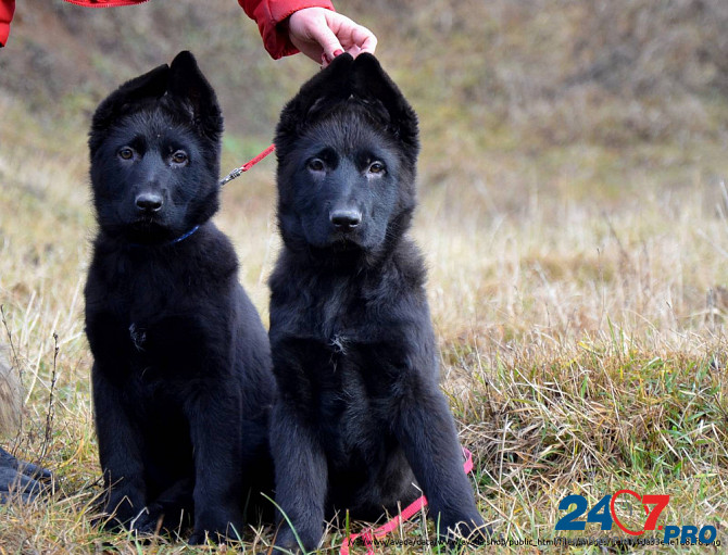 Черные щенки от очень интересной родительской пары. Даллас - изображение 1
