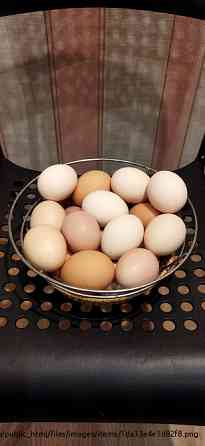 Яйцо домашних курочек Voskresensk