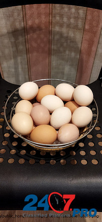 Яйцо домашних курочек Воскресенск - изображение 1