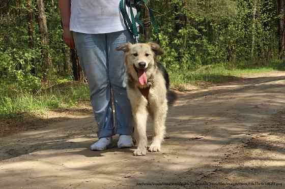 Плюшевая красивая собака по имени Бэтти ждет свою семью Moscow