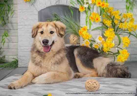 Плюшевая красивая собака по имени Бэтти ждет свою семью Moscow