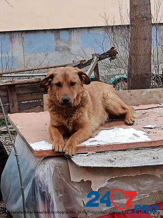 Ищет хозяев очень преданный пёсель Saratov - photo 7