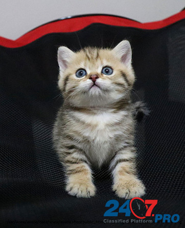 Открыто резервирование на британских котят Кишинёв - изображение 6