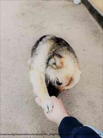 Собака в добрые руки Ставрополь