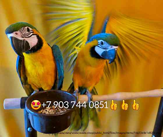Сине желтый ара (Ara ararauna) - ручные птенцы из питомника Moscow