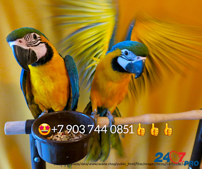 Сине желтый ара (Ara ararauna) - ручные птенцы из питомника Москва - изображение 1