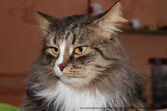 Вася - роскошный кот одного года от роду . Moscow