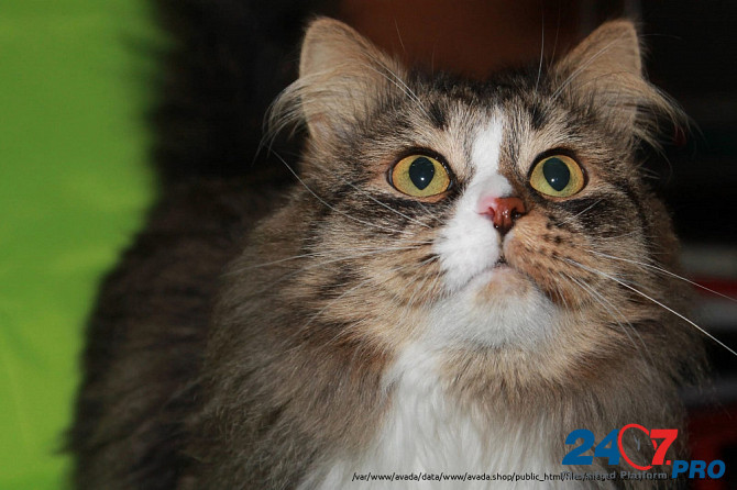 Вася - роскошный кот одного года от роду . Москва - изображение 2
