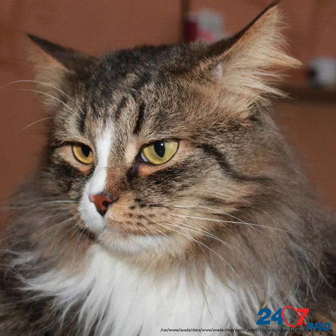 Вася - роскошный кот одного года от роду . Москва - изображение 1