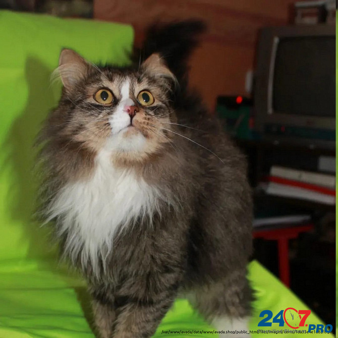 Вася - роскошный кот одного года от роду . Москва - изображение 3