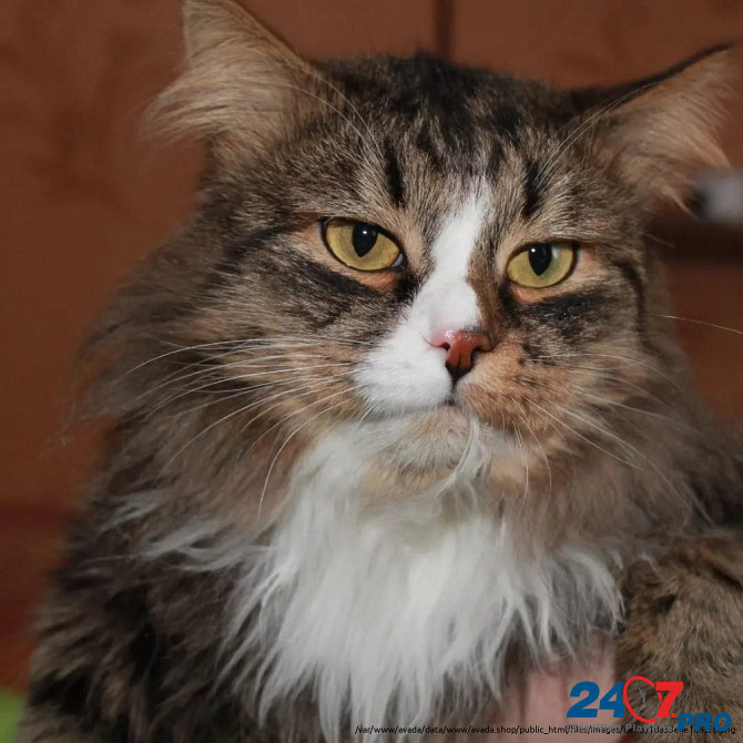 Вася - роскошный кот одного года от роду . Москва - изображение 5