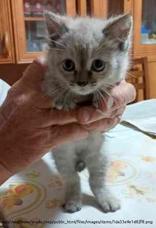 Кошка, 2 месяца, в добрые руки Orenburg