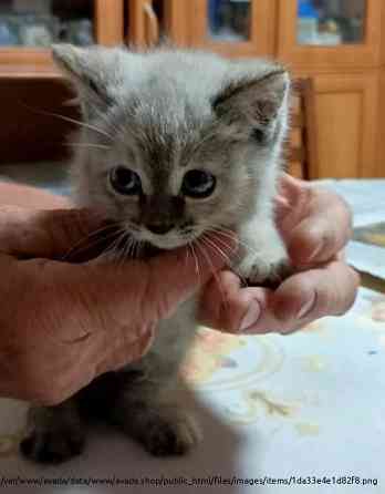 Кошка, 2 месяца, в добрые руки Orenburg